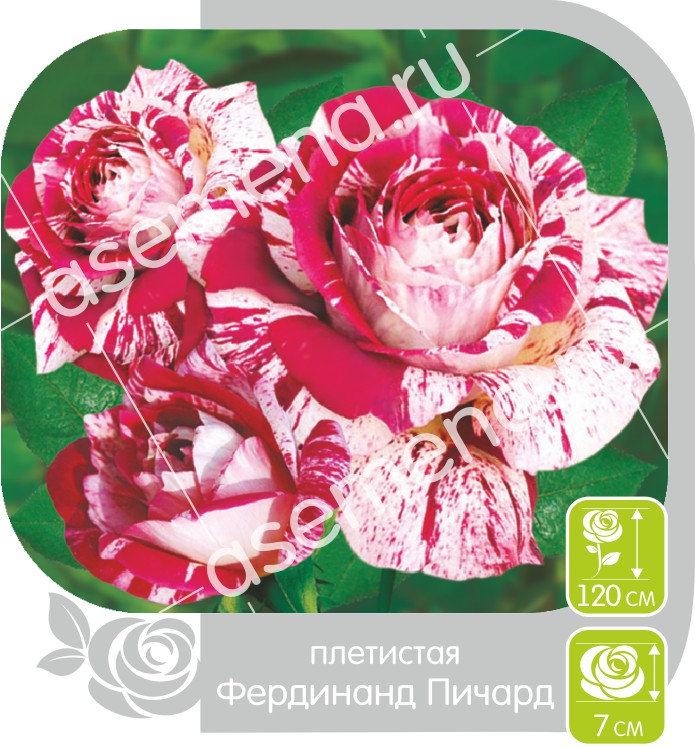 Фердинанд Пичард/Сем Алт/1шт. в коробке