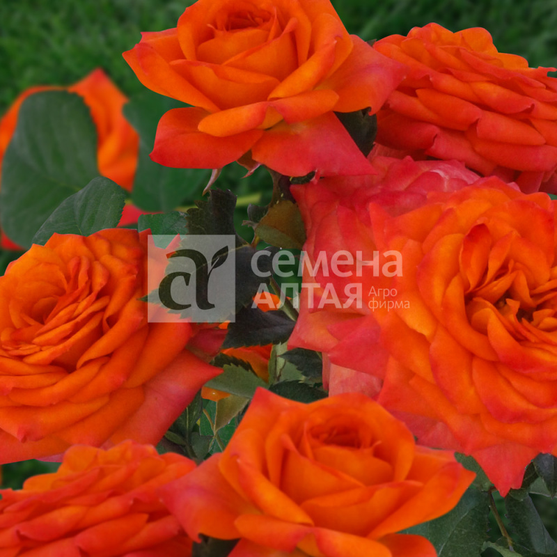 Келли/Сем Алт/1шт. в коробке