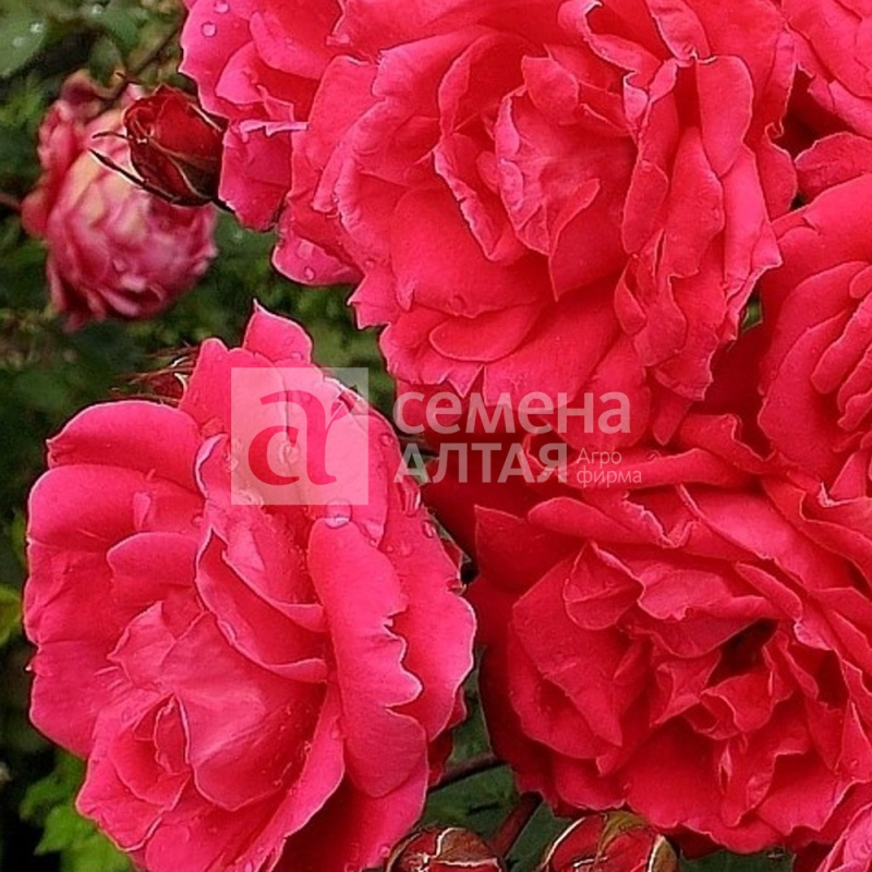 Джеффри/Сем Алт/1шт. в коробке