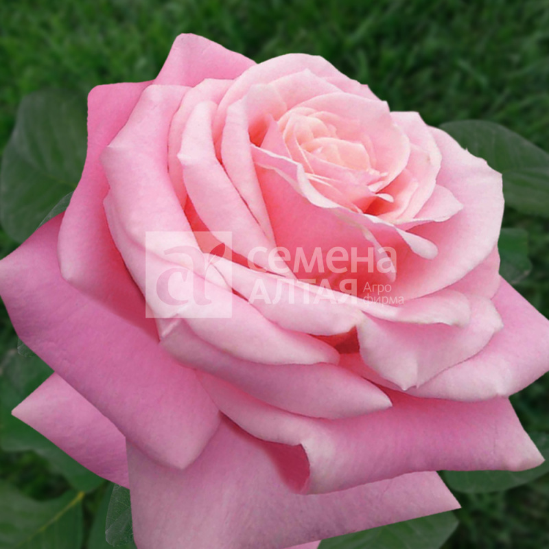 Панама/Сем Алт/1шт. в коробке