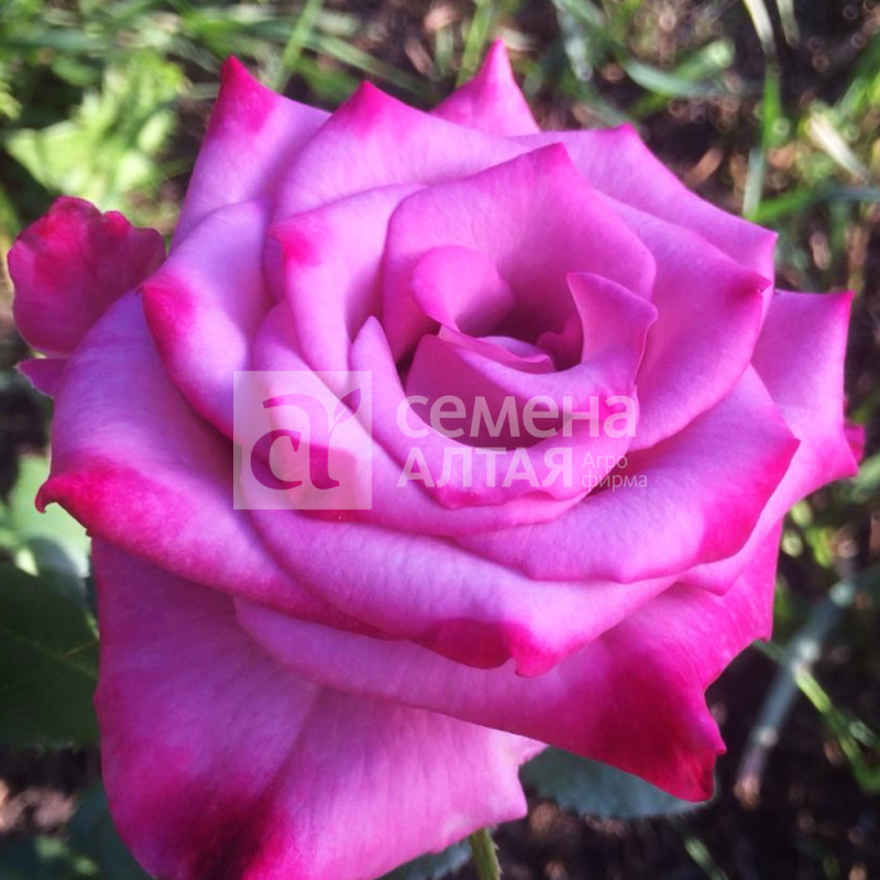 Дип Перпл/Сем Алт/1шт. в коробке