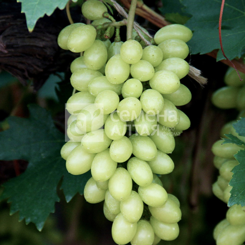 Белое чудо/Сем Алт/1шт. в коробке