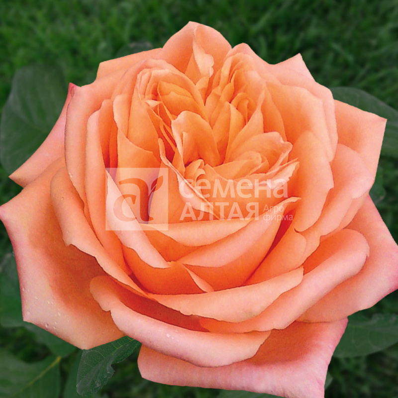 Седукцион/Сем Алт/1 шт. в коробке