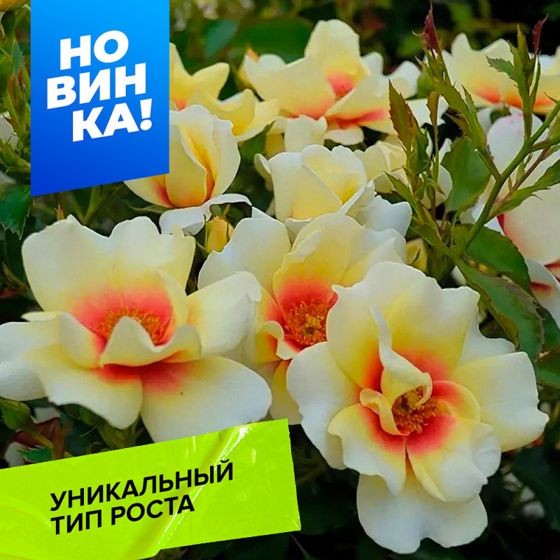 Глориус бебилон айз/Сем Алт/1шт. в коробке