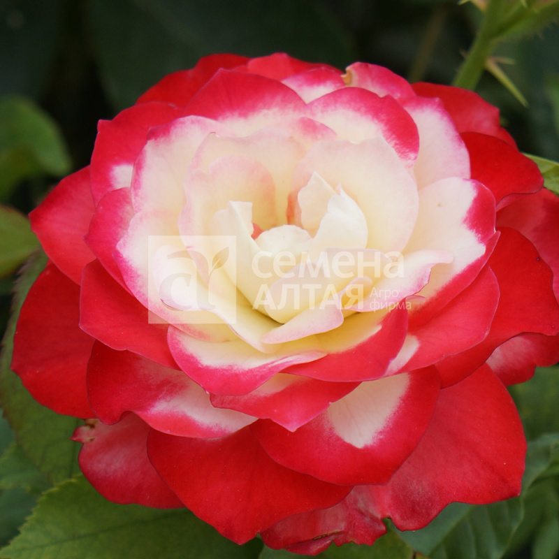 Дабл Делайт/Сем Алт/1шт. в коробке