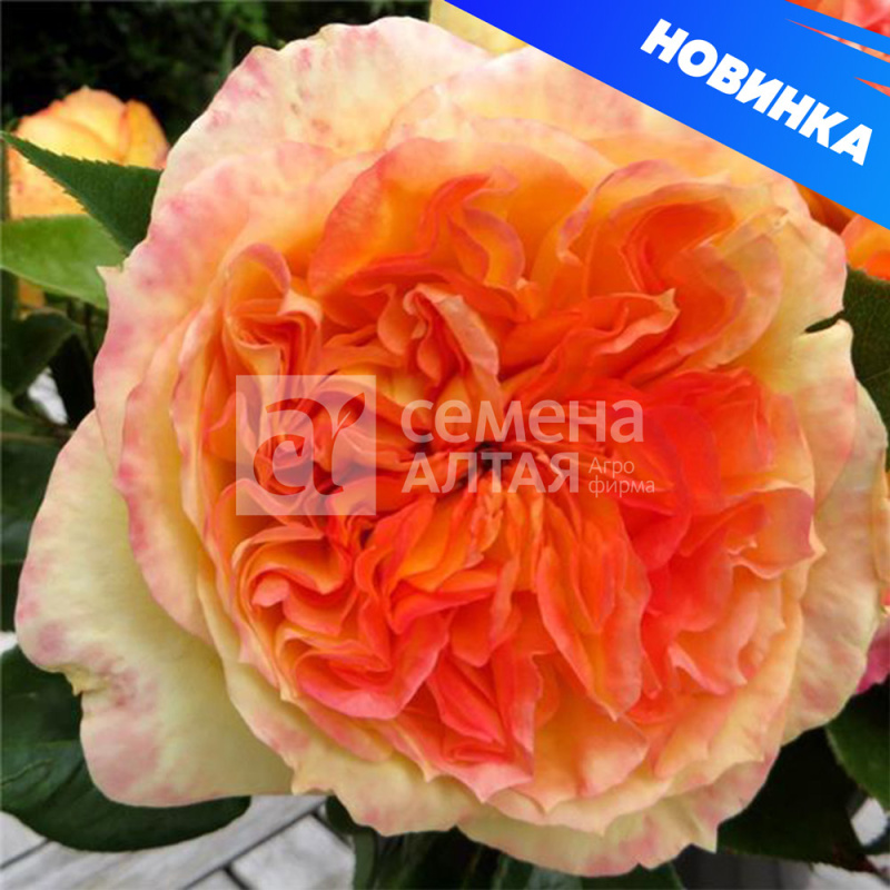 Анри Дельбар/Сем Алт/1шт. в коробке