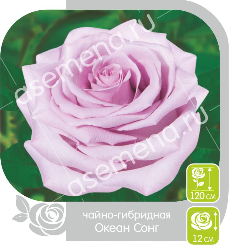 Океан Сонг/Сем Алт/1шт. в коробке