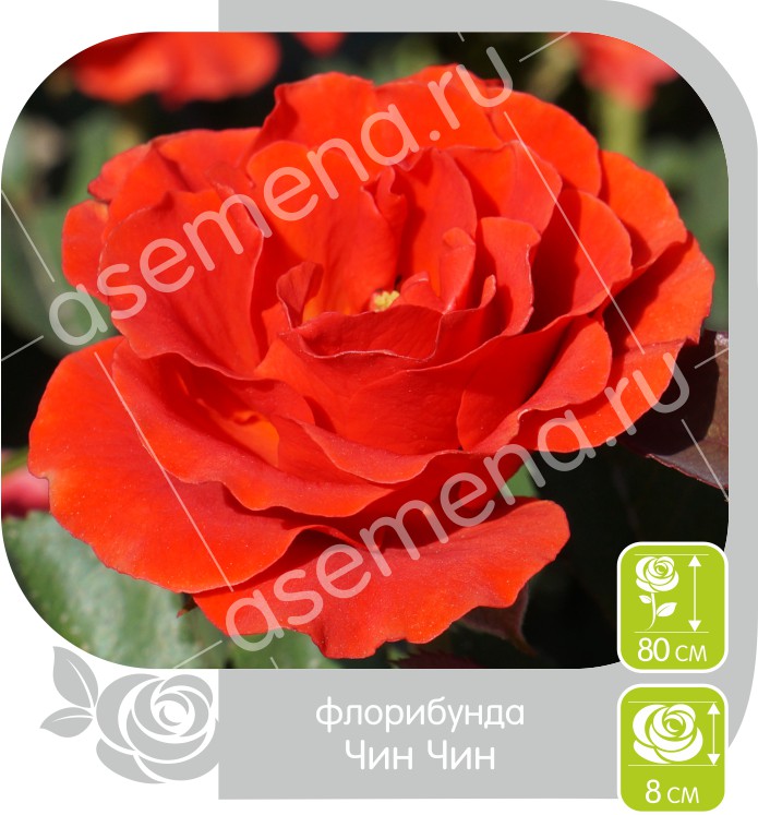 Чин Чин/Сем Алт/1шт. в коробке