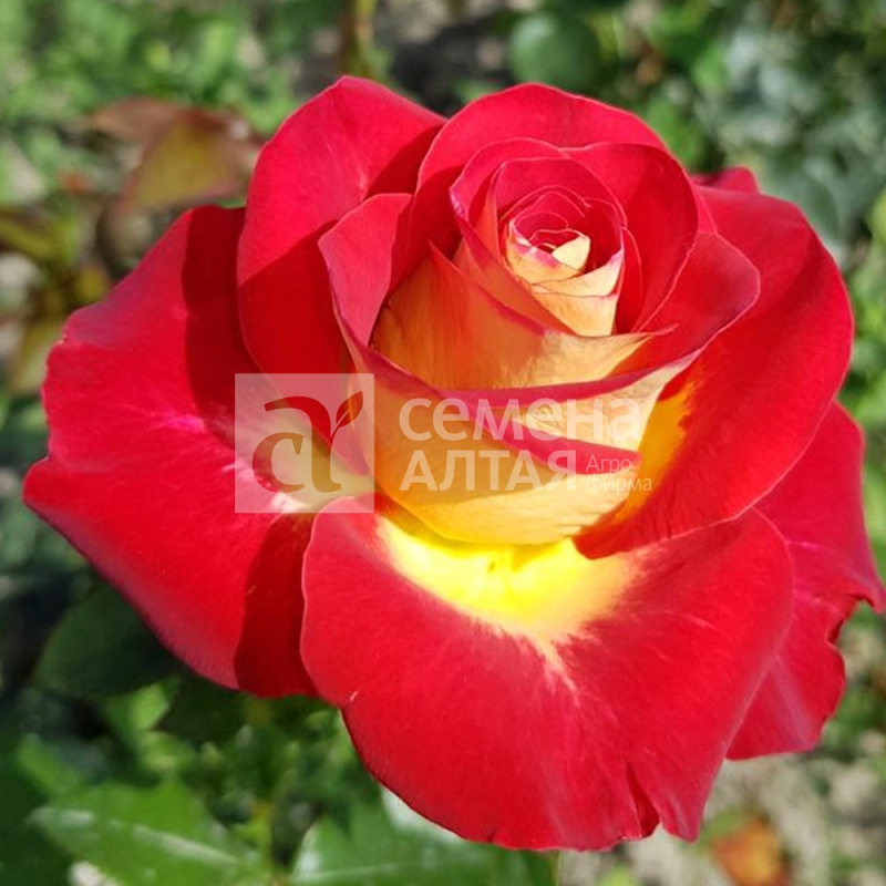 Файр фокс/Сем Алт/1 шт. в коробке