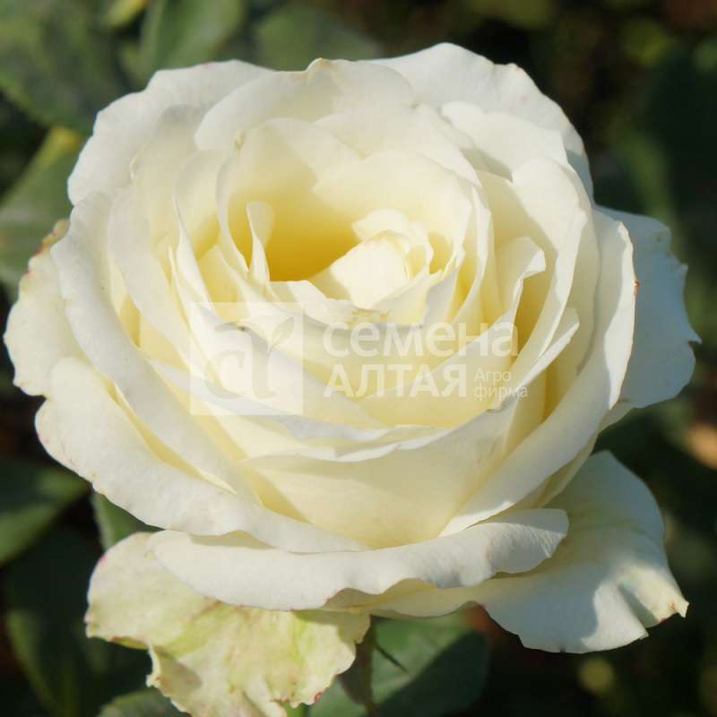 Аваланж/Сем Алт/1шт. в коробке