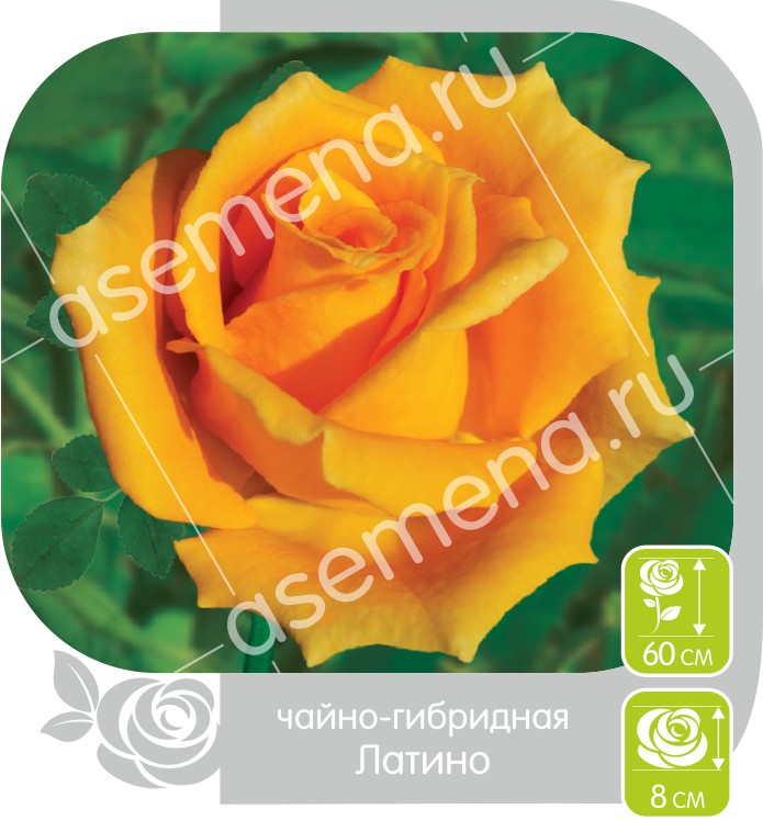 Латино/Сем Алт/1шт. в коробке