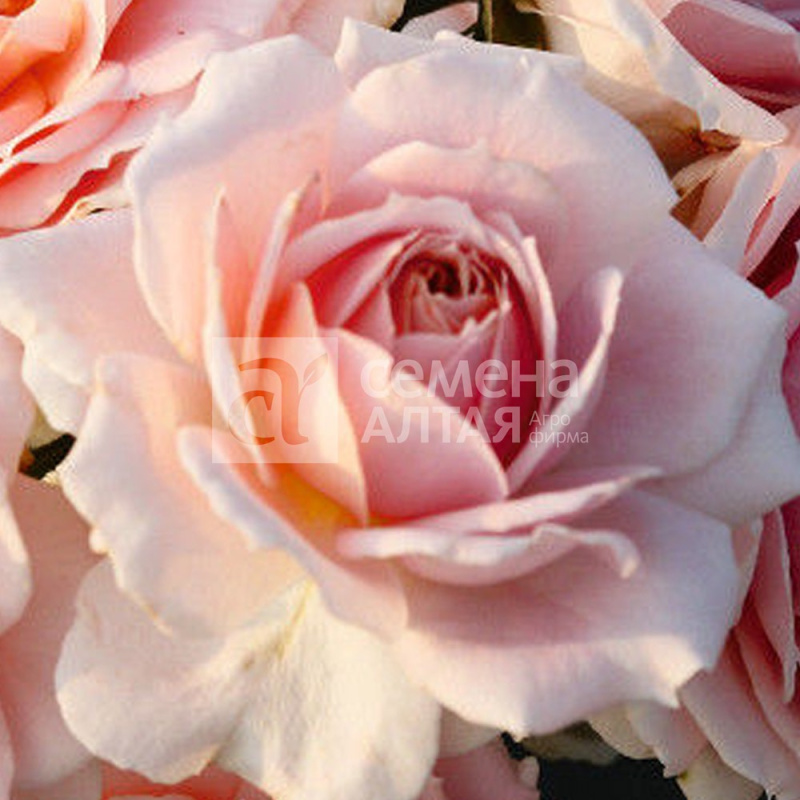 Марсель/Сем Алт/1шт. в коробке