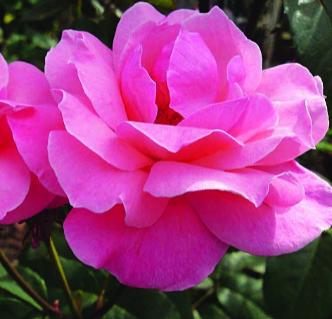 Соня/Сем Алт/1шт. в коробке