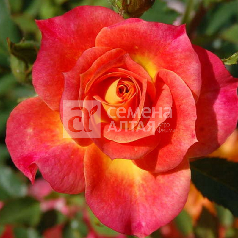 Касабланка/Сем Алт/1шт. в коробке