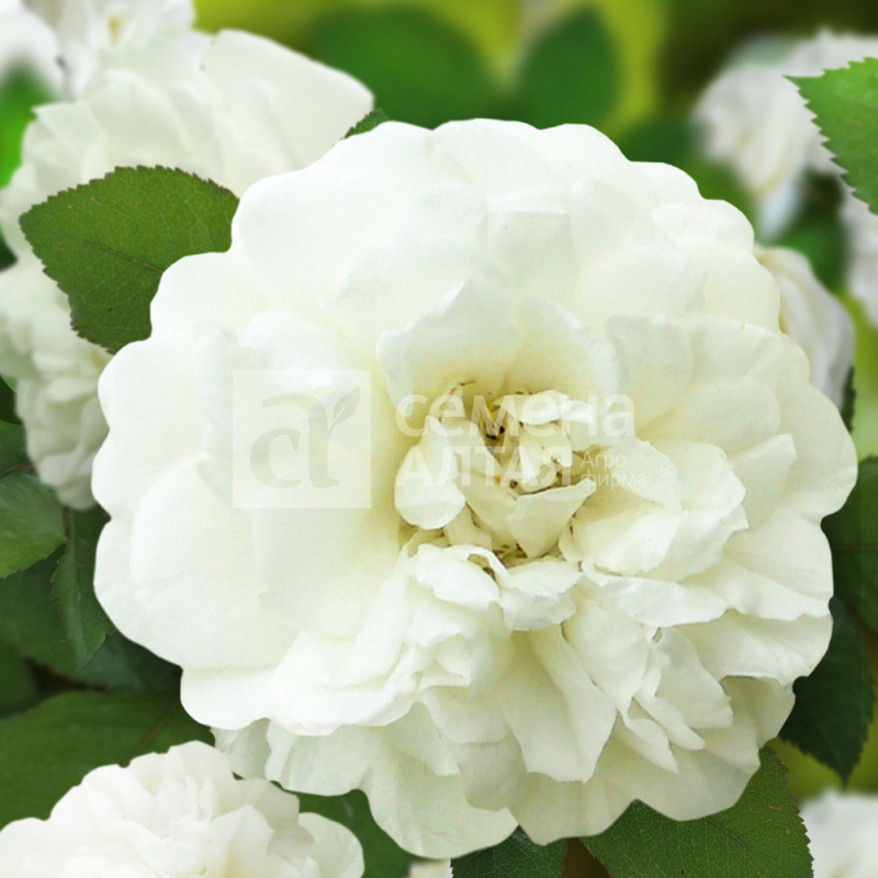 Эльф/Сем Алт/1шт. в коробке