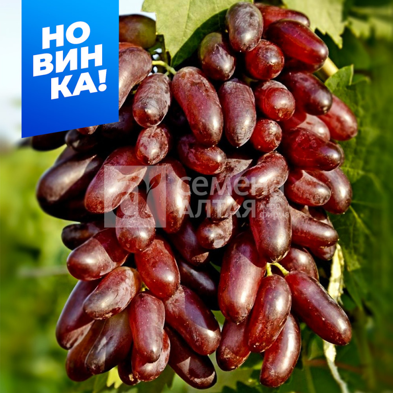 Карнавал/Сем Алт/1шт. в коробке