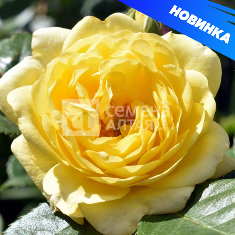 Анни Дюпрей/Сем Алт/1шт. в коробке