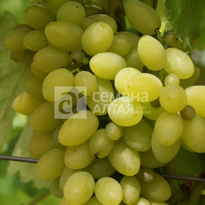 Тимур/Сем Алт/1шт. в коробке