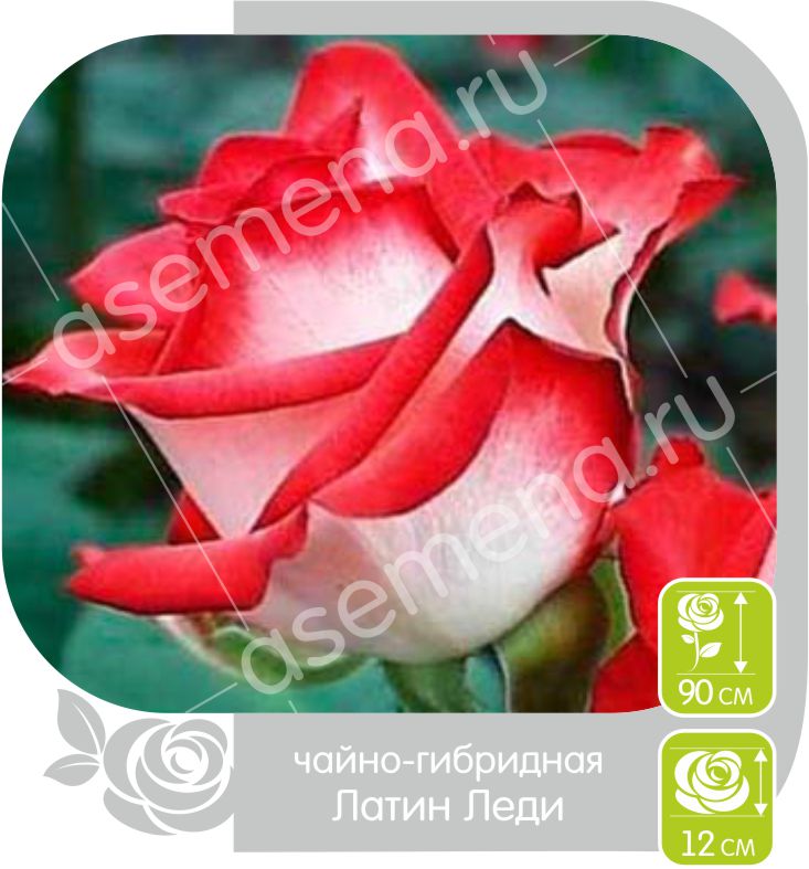 Латин Леди/Сем Алт/1шт. в коробке