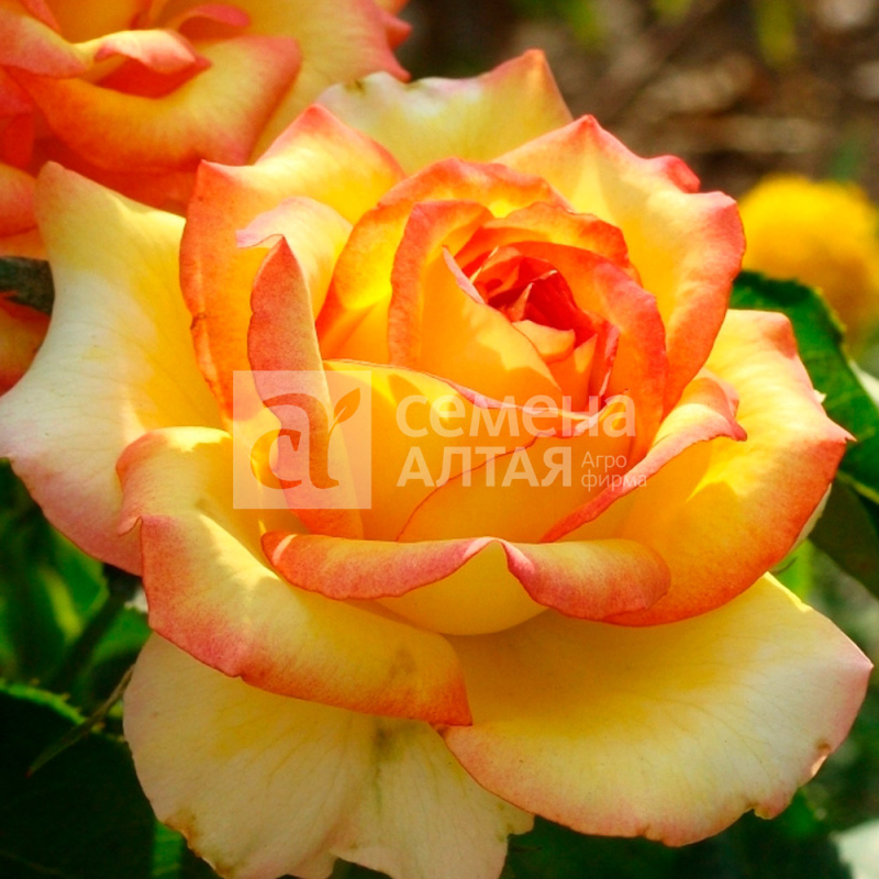 Амбианс/Сем Алт/1шт. в коробке