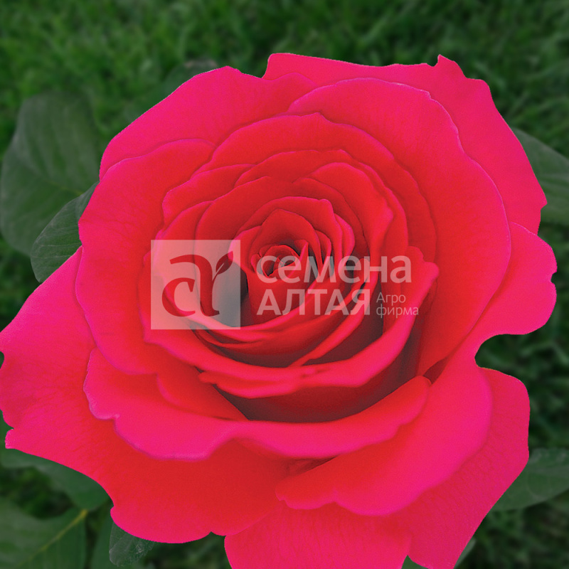 Импрессарио/Сем Алт/1шт. в коробке