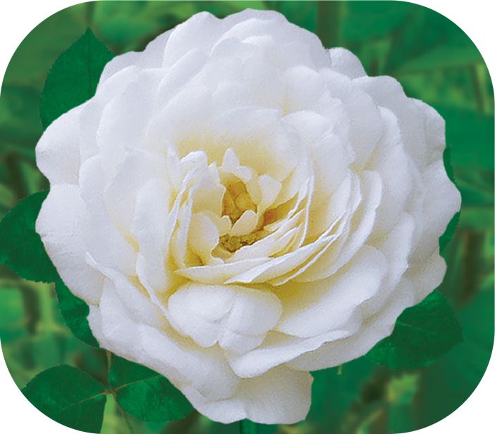 Шнеевитхен/Сем Алт/1шт. в коробке