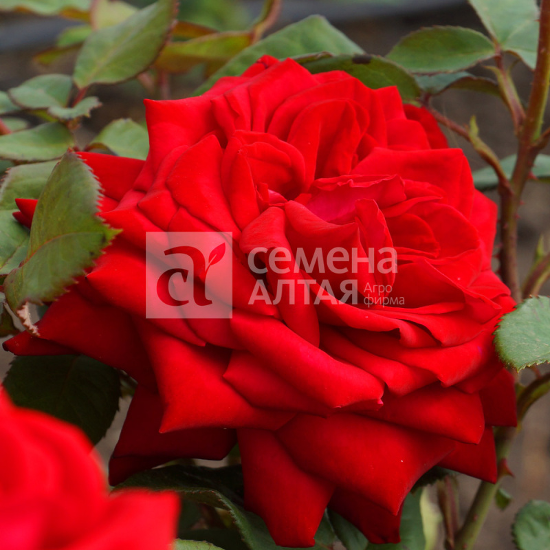 Лавли Ред/Сем Алт/1шт. в коробке