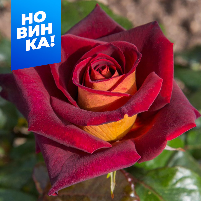 Эдди Митчел/Сем Алт/1шт. в коробке