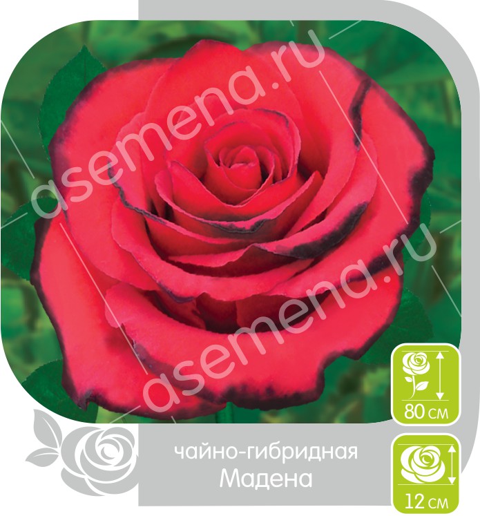 Мадена/Сем Алт/1шт. в коробке