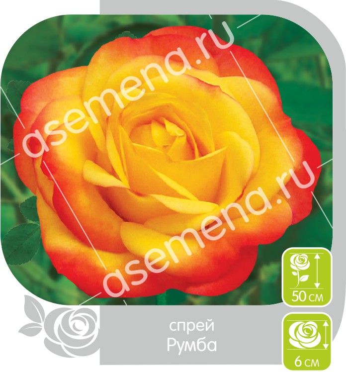 Румба/Сем Алт/1шт. в коробке