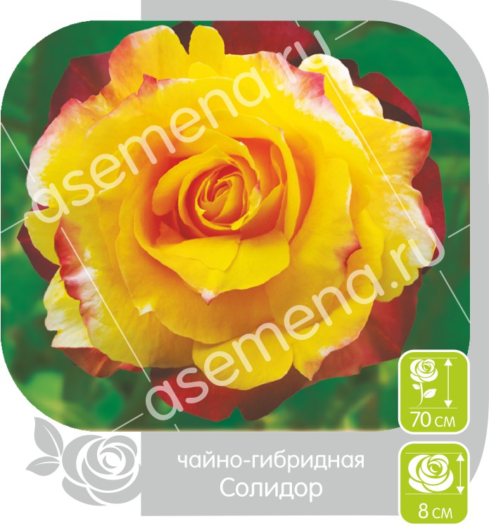 Солидор/Сем Алт/1 шт. в коробке