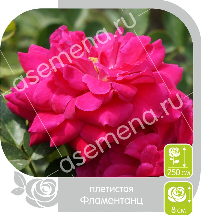 Фламентанц/Сем Алт/1шт. в коробке