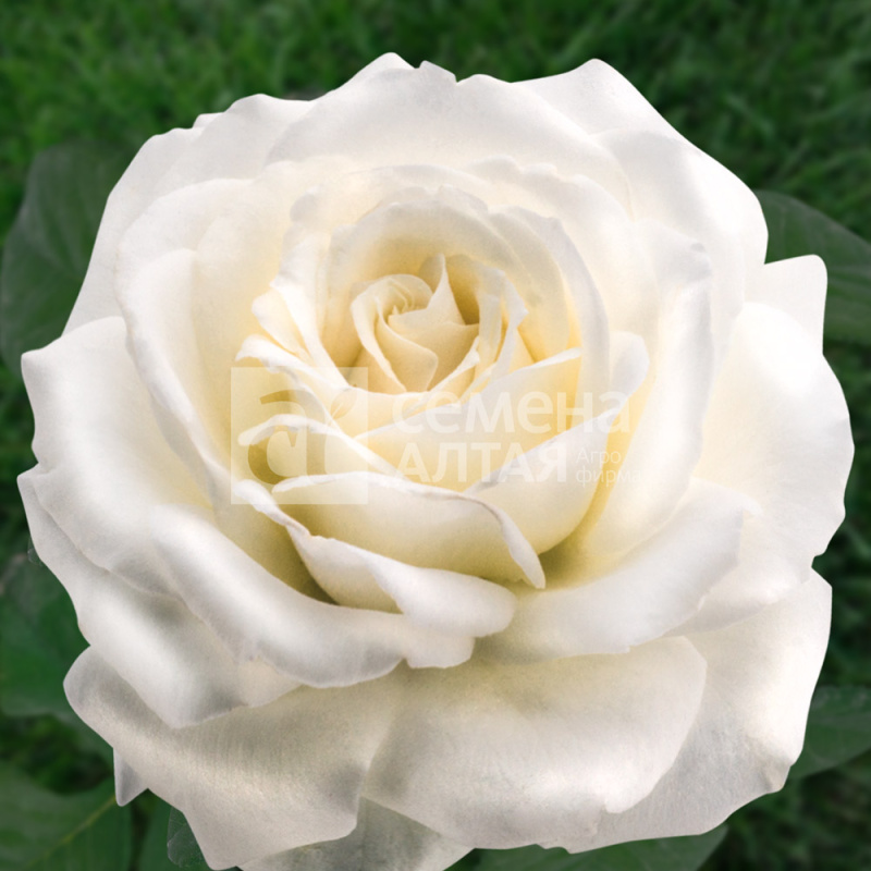 Паскаль/Сем Алт/1шт. в коробке