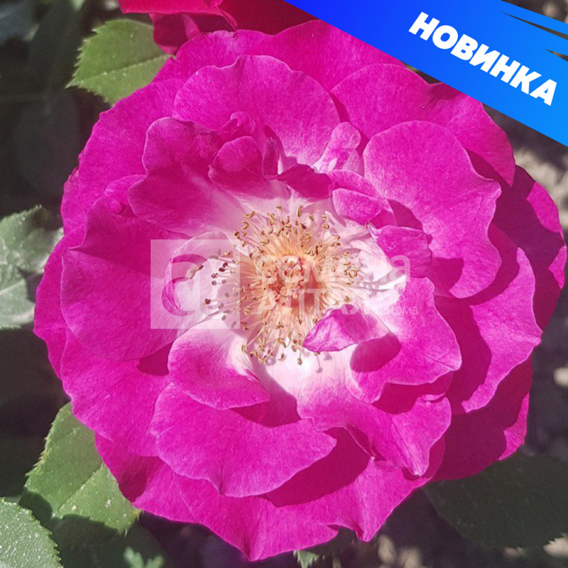 Торонто/Сем Алт/1шт. в коробке