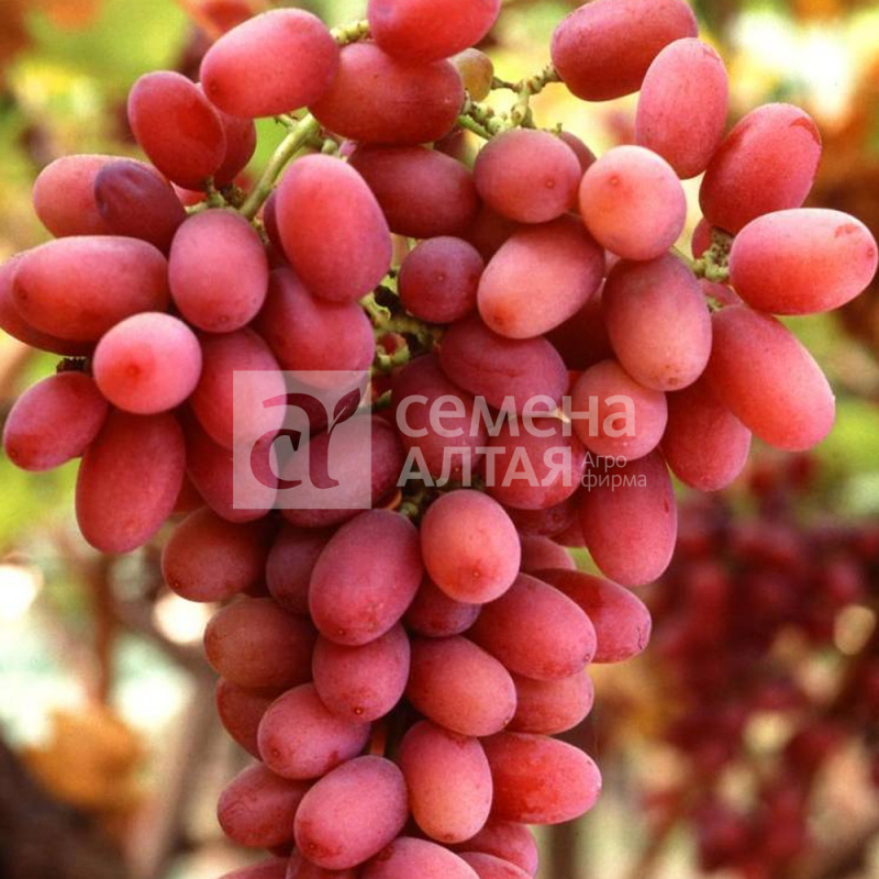 Багровый/Сем Алт/1шт. в коробке