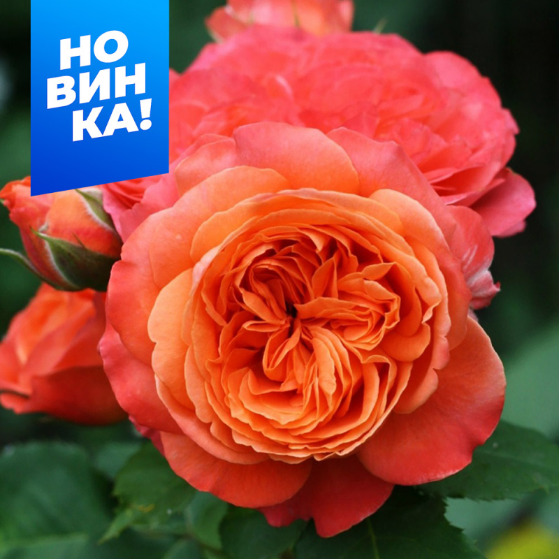 Эмильон Гийо/Сем Алт/1шт. в коробке