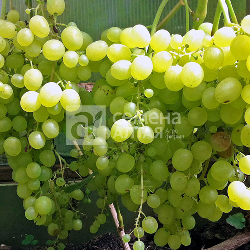 Алешенькин/Сем Алт/1шт. в коробке