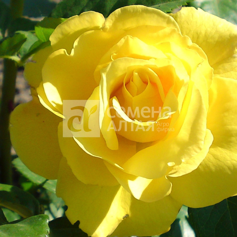 Казино/Сем Алт/1 шт. в коробке