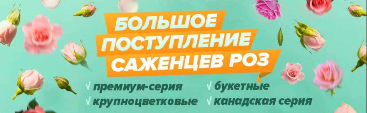 Саженцы роз