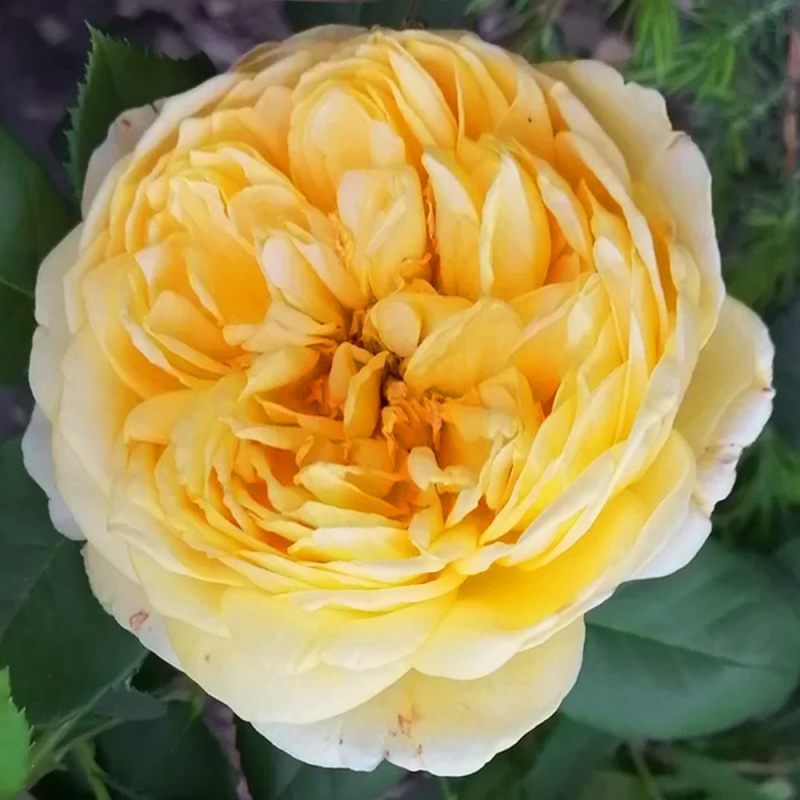 Голден Селебрейшн/Сем Алт/1шт. в коробке