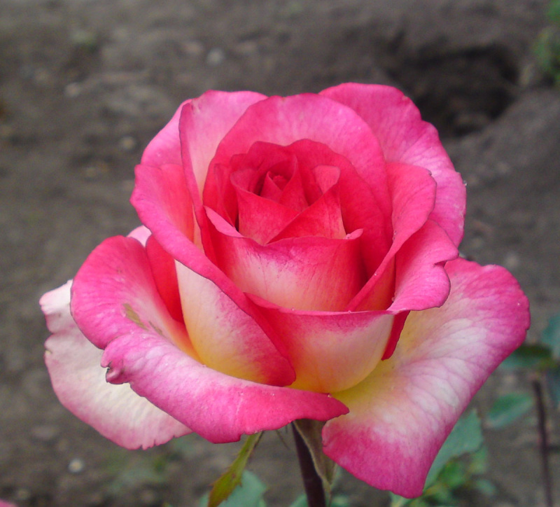 Шейла Парфюм/Сем Алт/1шт. в коробке