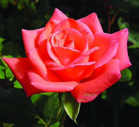 Стар 2000/Сем Алт/1шт. в коробке