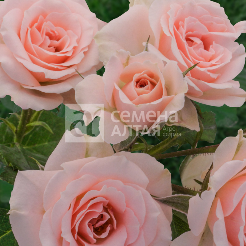 Мими Эдем/Сем Алт/1 шт. в коробке